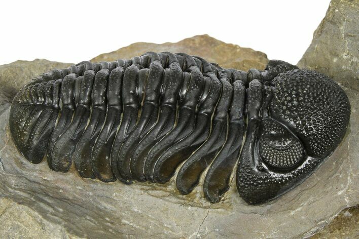 Phacopid (Morocops) Trilobite - Foum Zguid, Morocco #372432